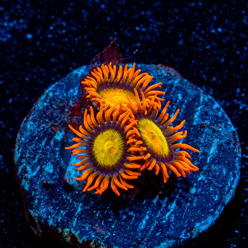 Mandarin Orange Zoanthid