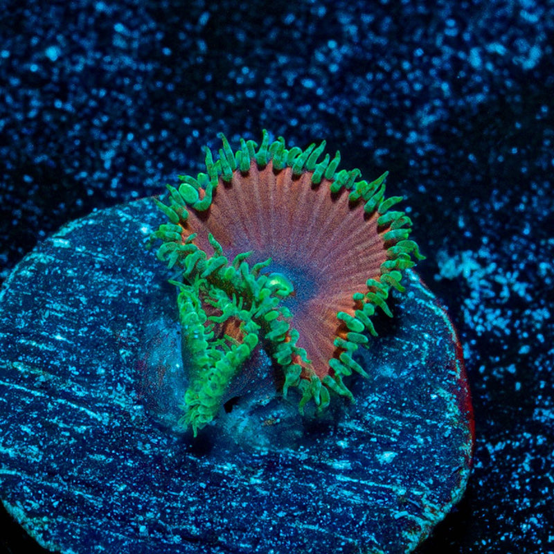 Purple Death Zoanthid