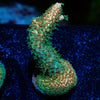 Sky Walker Milliopora - riptide aquaculture llc