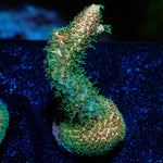 Sky Walker Milliopora - riptide aquaculture llc