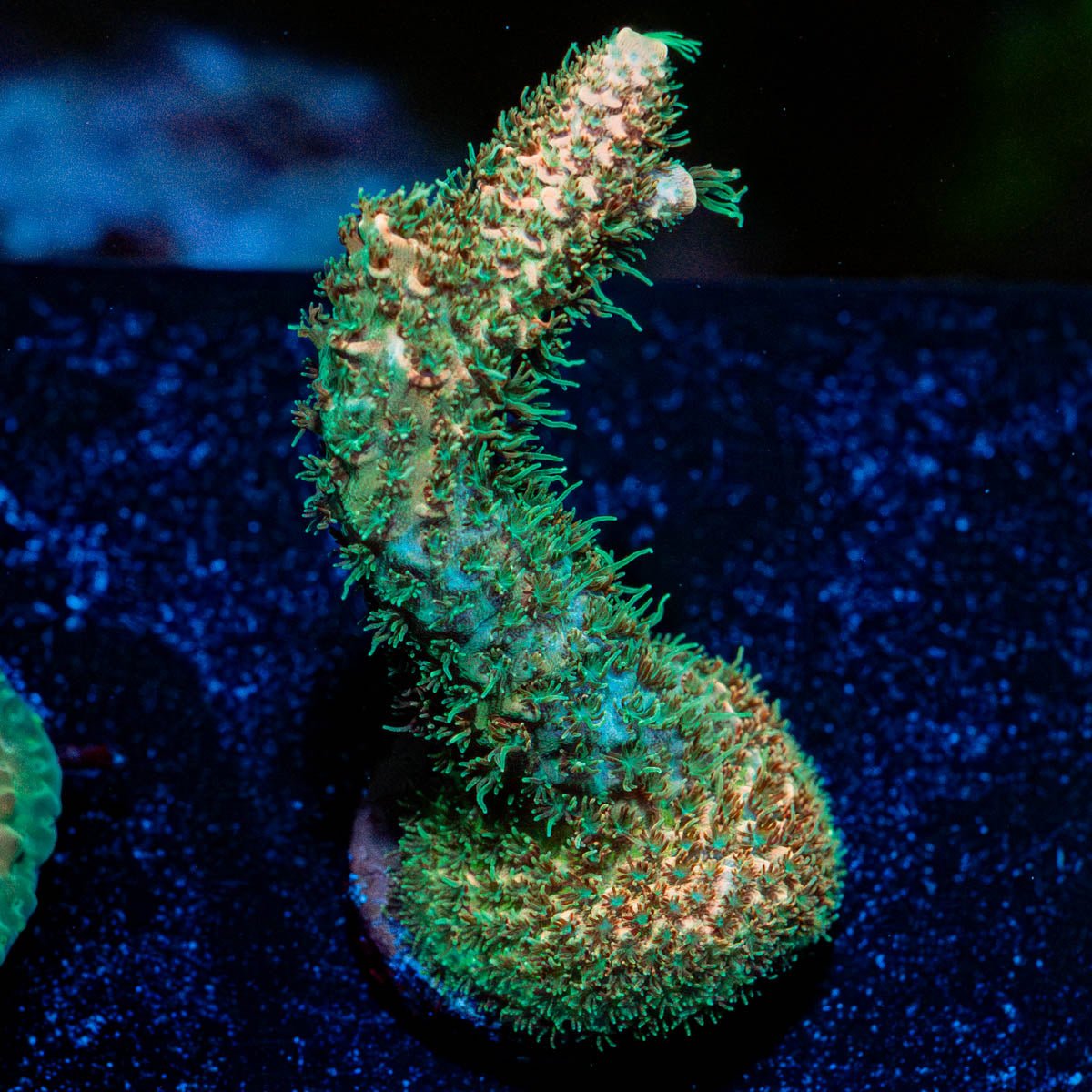 Sky Walker Milliopora - riptide aquaculture llc