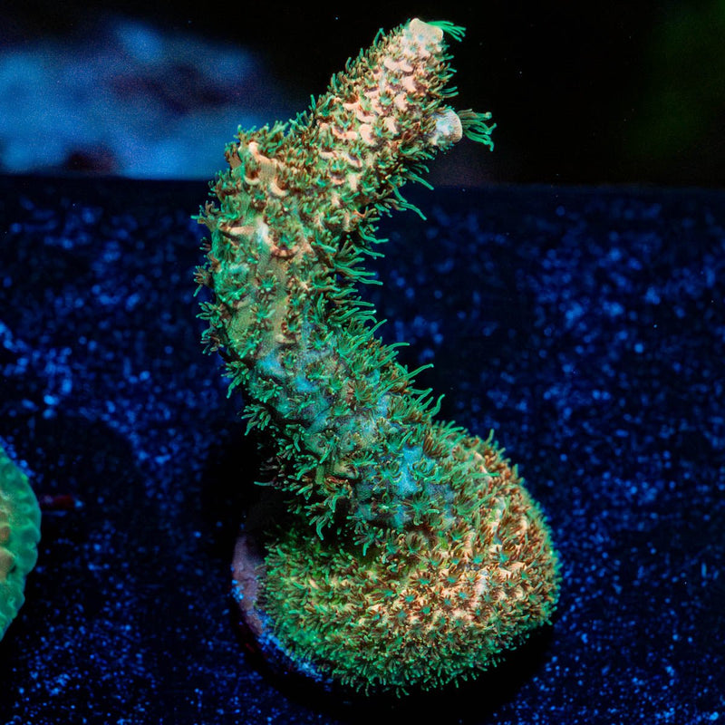 Sky Walker Milliopora