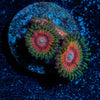 Fruit Ninja Zoanthid - riptide aquaculture llc