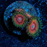 Fruit Ninja Zoanthid - riptide aquaculture llc