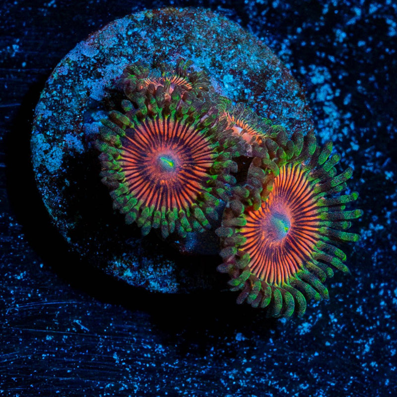 Fruit Ninja Zoanthid