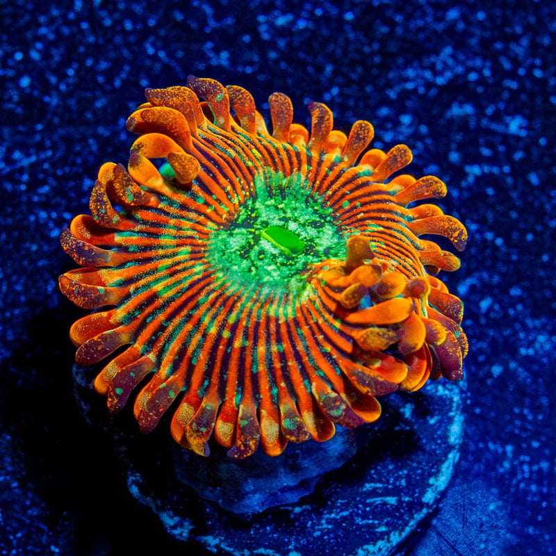 Magician Zoanthid