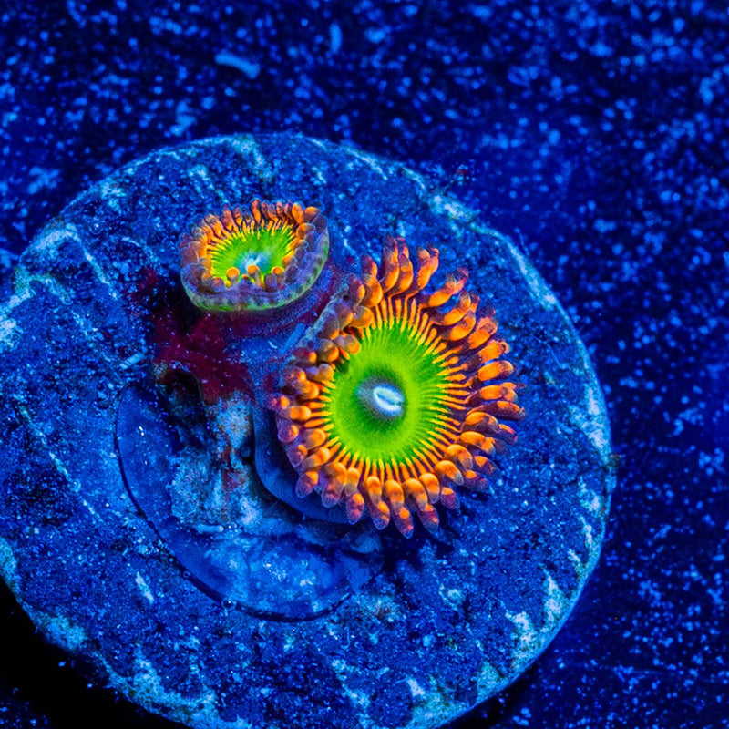 Candy Apple Red Zoanthid