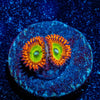 Candy Apple Red Zoanthid - riptide aquaculture llc