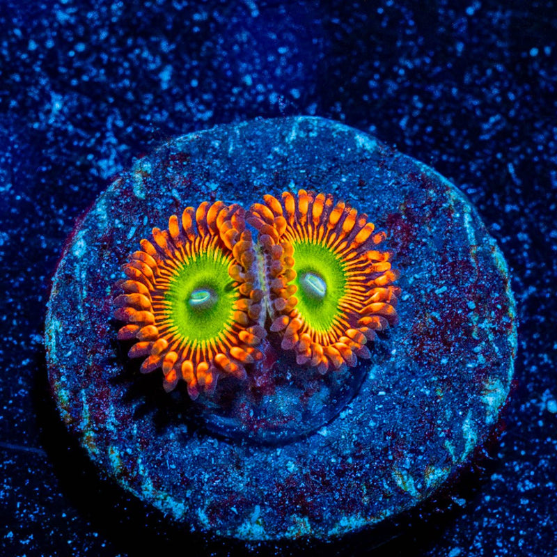 Candy Apple Red Zoanthid