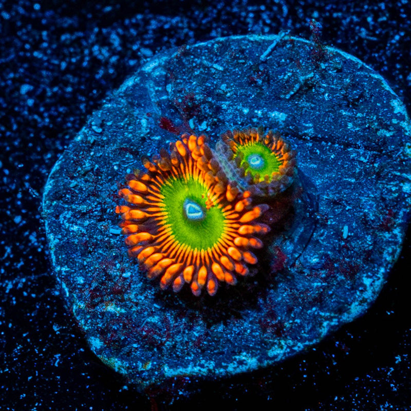 Candy Apple Red Zoanthid