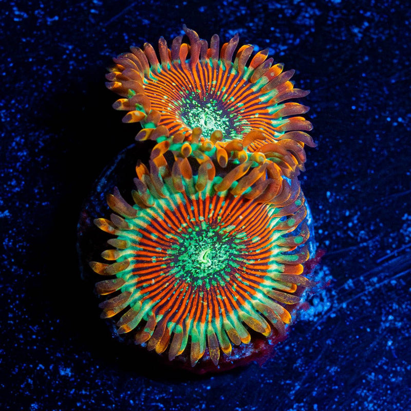 Magician Zoanthid
