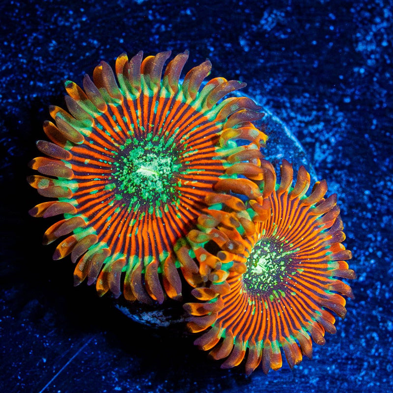Magician Zoanthid