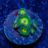 Ultimate Rasta Zoanthid - riptide aquaculture llc