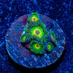 Ultimate Rasta Zoanthid - riptide aquaculture llc