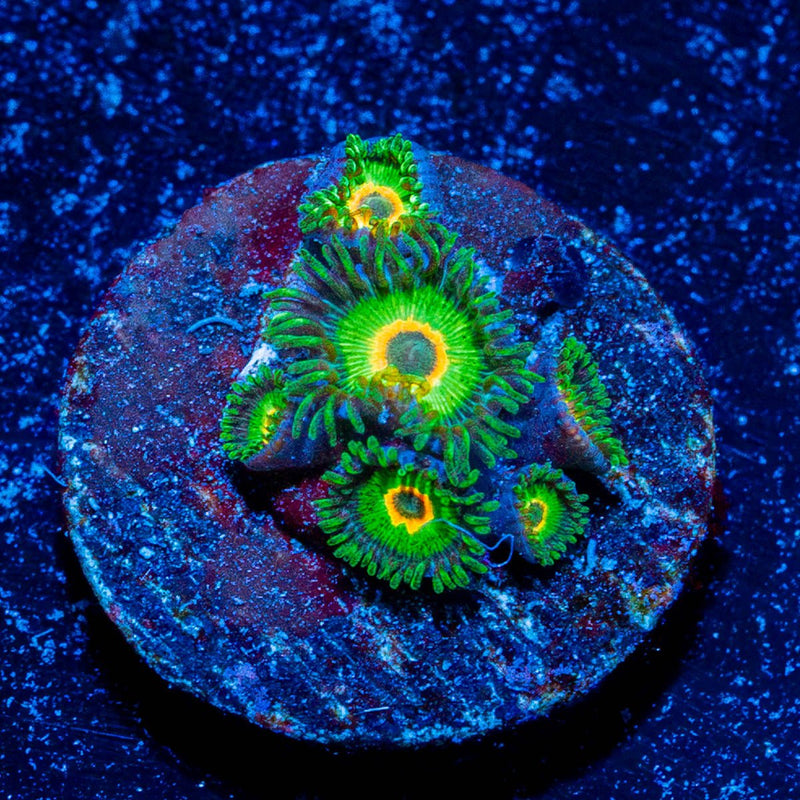 Ultimate Rasta Zoanthid
