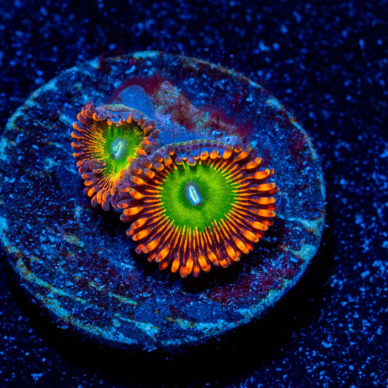 Candy Apple Red Zoanthid