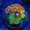 Zoanthid Combo Plug - riptide aquaculture llc
