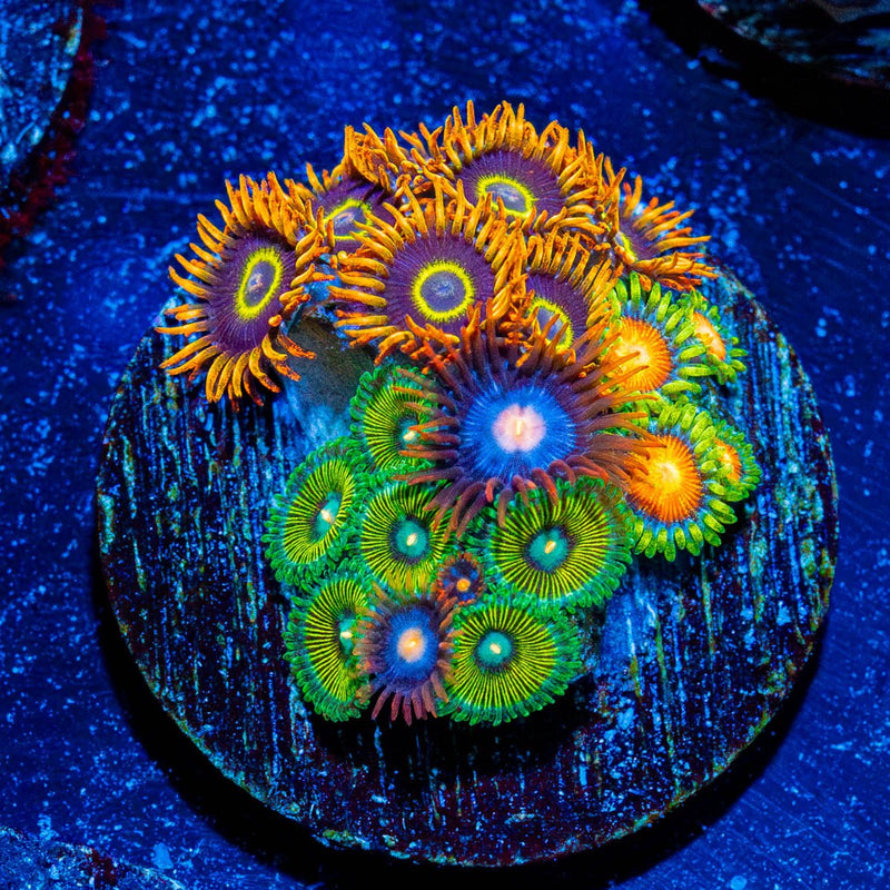 Zoanthid Combo Plug