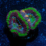 Acan / Micromussa - riptide aquaculture llc