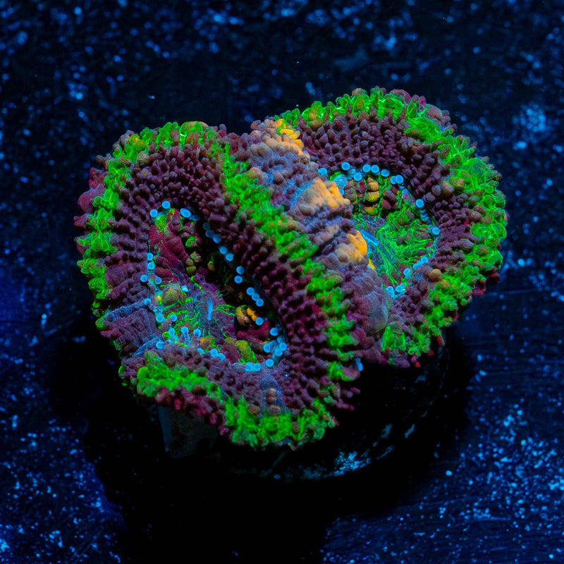 Acan / Micromussa