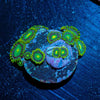 Green Bay Packers Zoanthid - riptide aquaculture llc