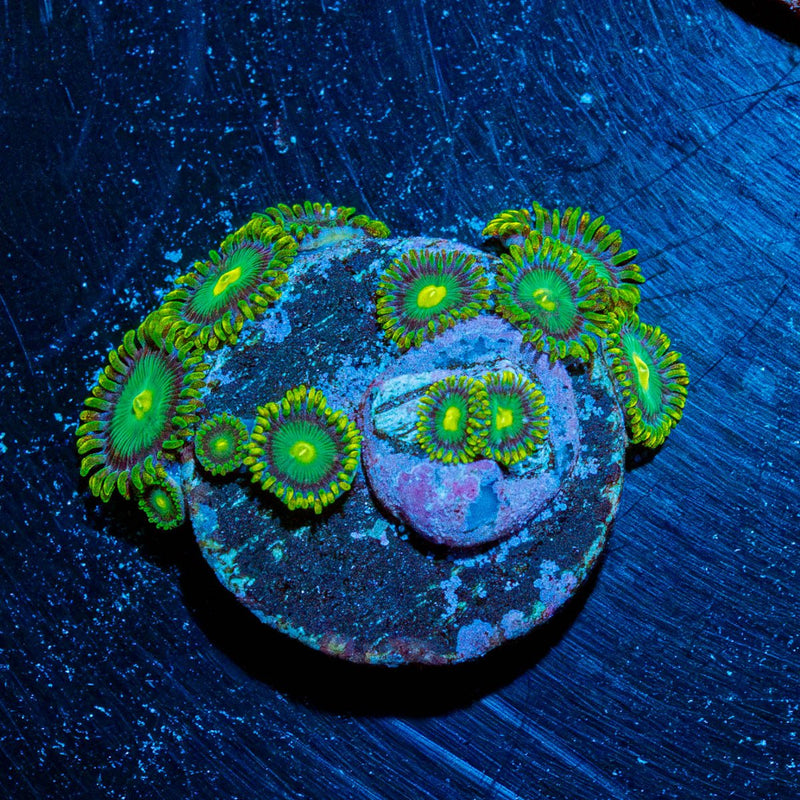 Green Bay Packers Zoanthid