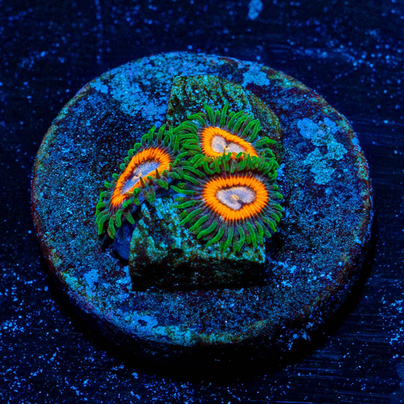 Fairy Tails Zoanthid