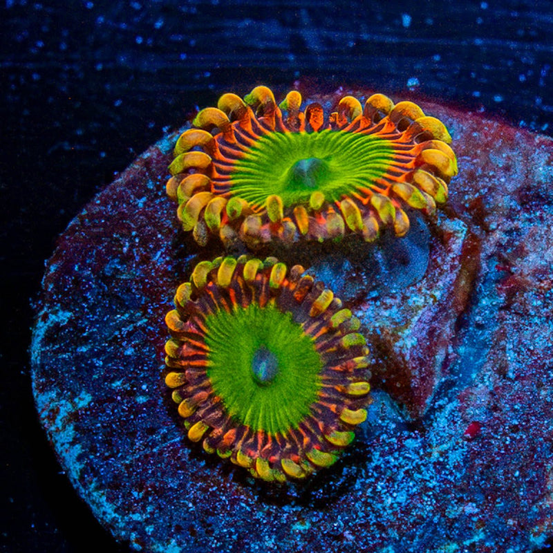 Rainbow Trolls Zoanthid