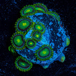 Green Bay Packers Zoanthid - riptide aquaculture llc