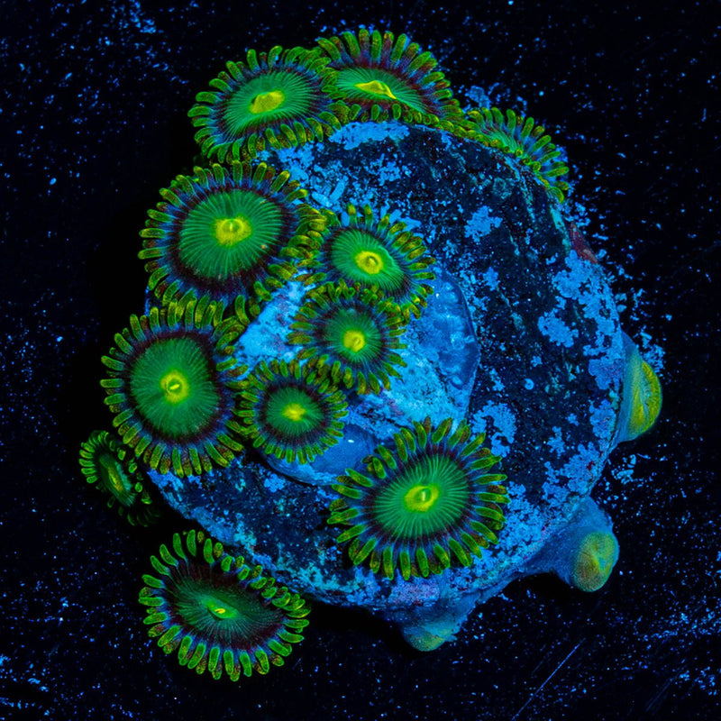 Green Bay Packers Zoanthid