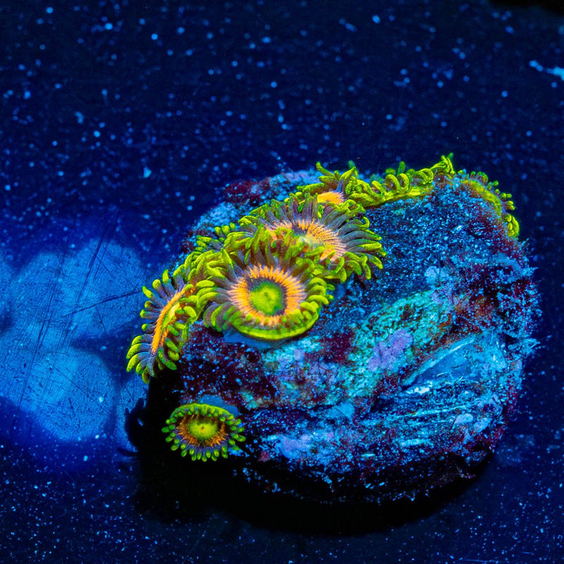 Kamikaze Zoanthid