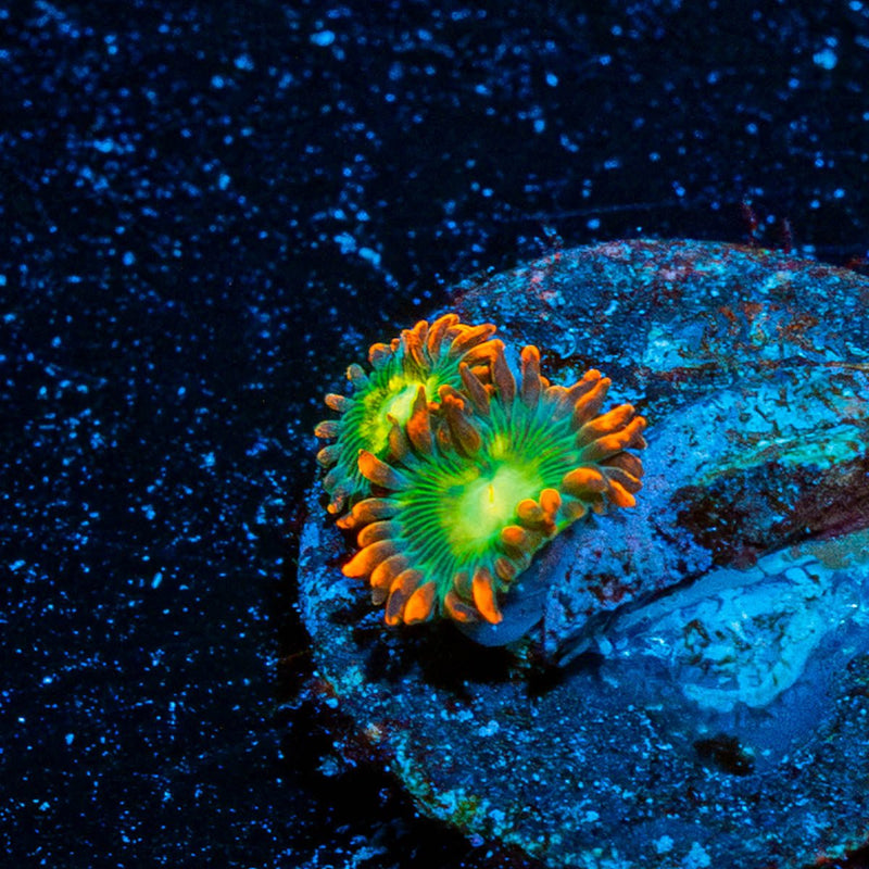 Blueberry Yum Yum Zoanthid