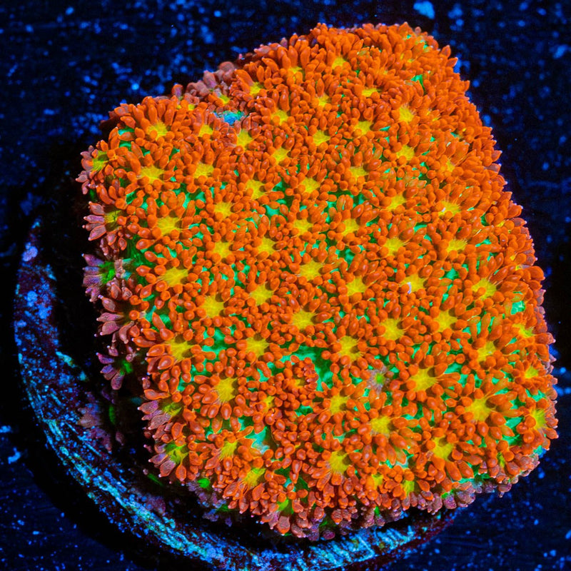 Starburst Bernadapora Chunk