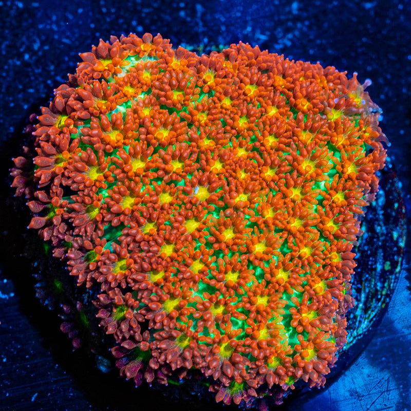 Starburst Bernadapora Chunk