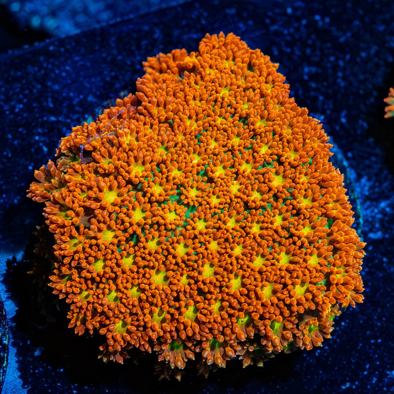 Starburst Bernadapora Chunk