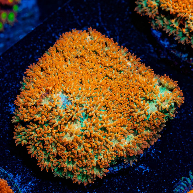 Captian Crunch Bernadapora Chunk