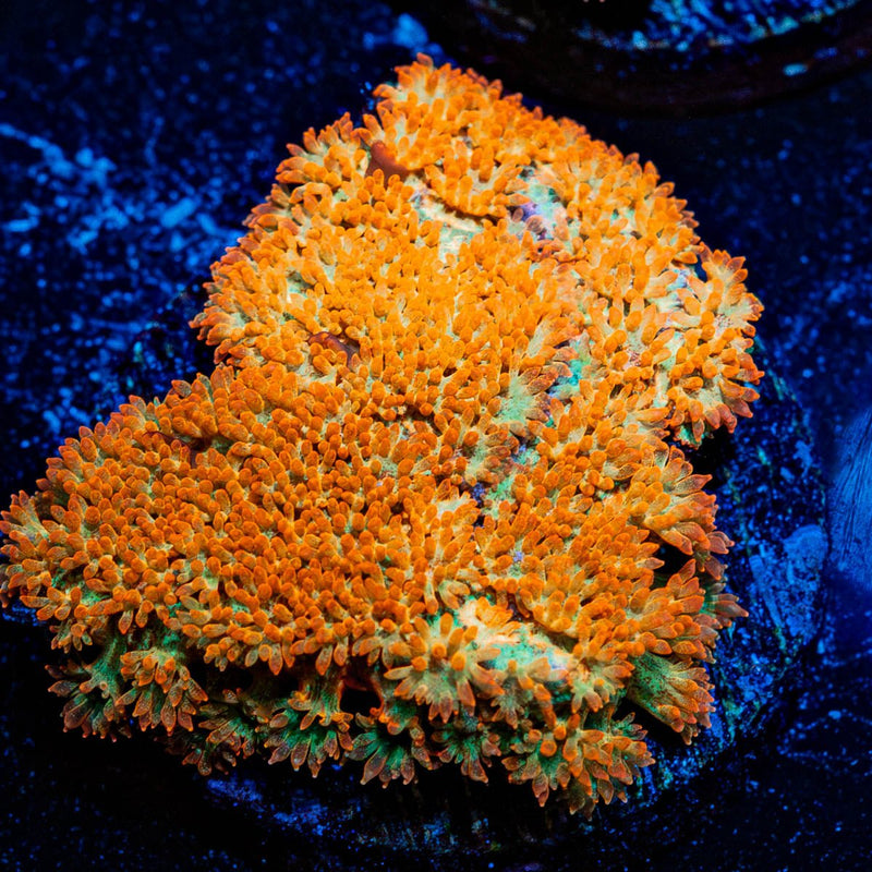 Captian Crunch Bernadapora Chunk