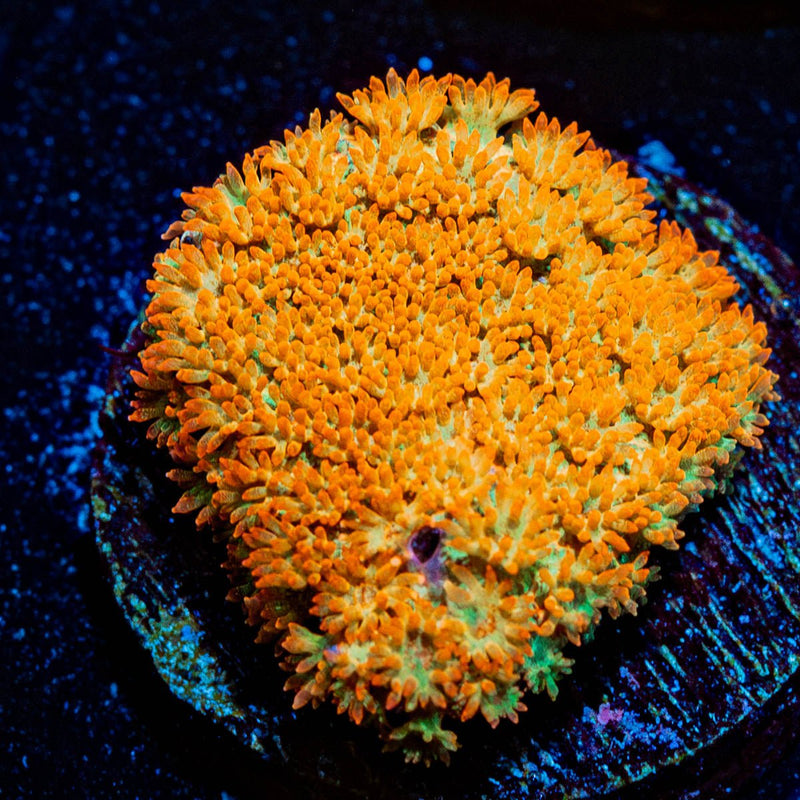 Captian Crunch Bernadapora Chunk