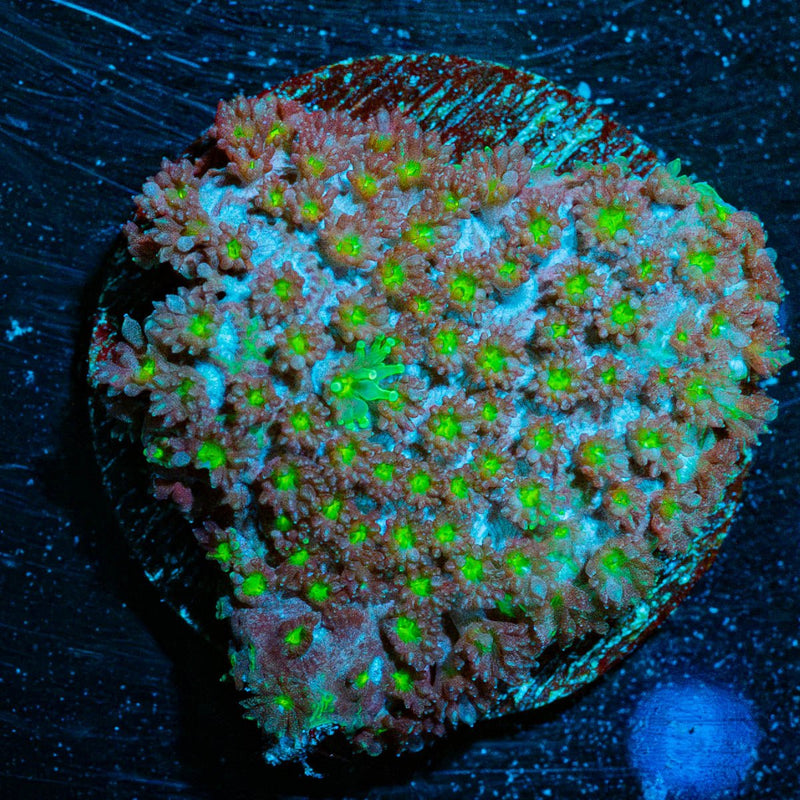 Moon Rocks Bernadapora