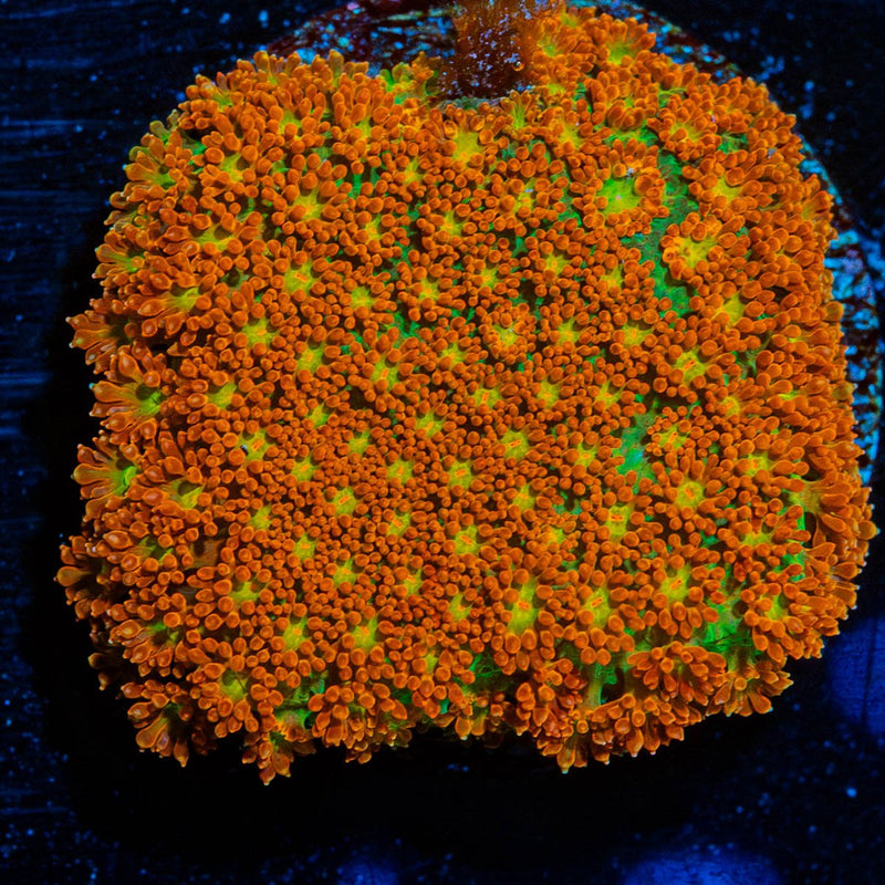 Starburst Bernadapora Chunk