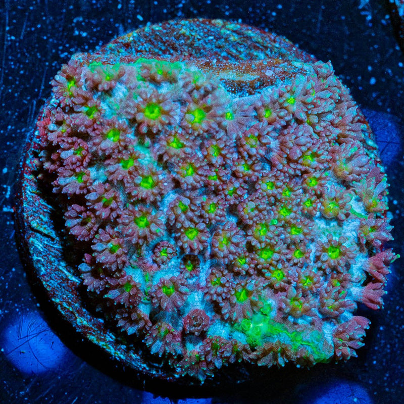 Moon Rocks Bernadapora