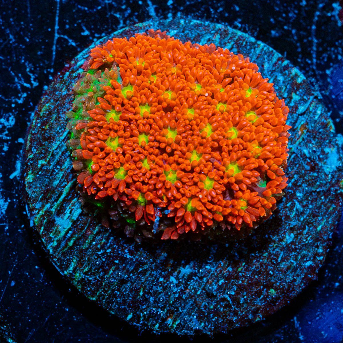 Chilli BOOM Bernadapora - riptide aquaculture llc