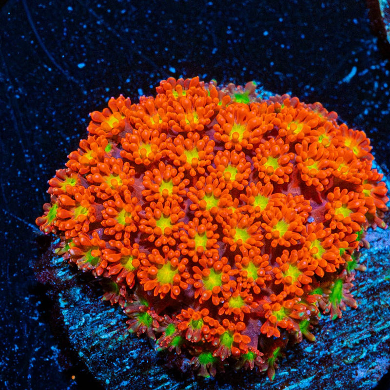 Chilli BOOM Bernadapora
