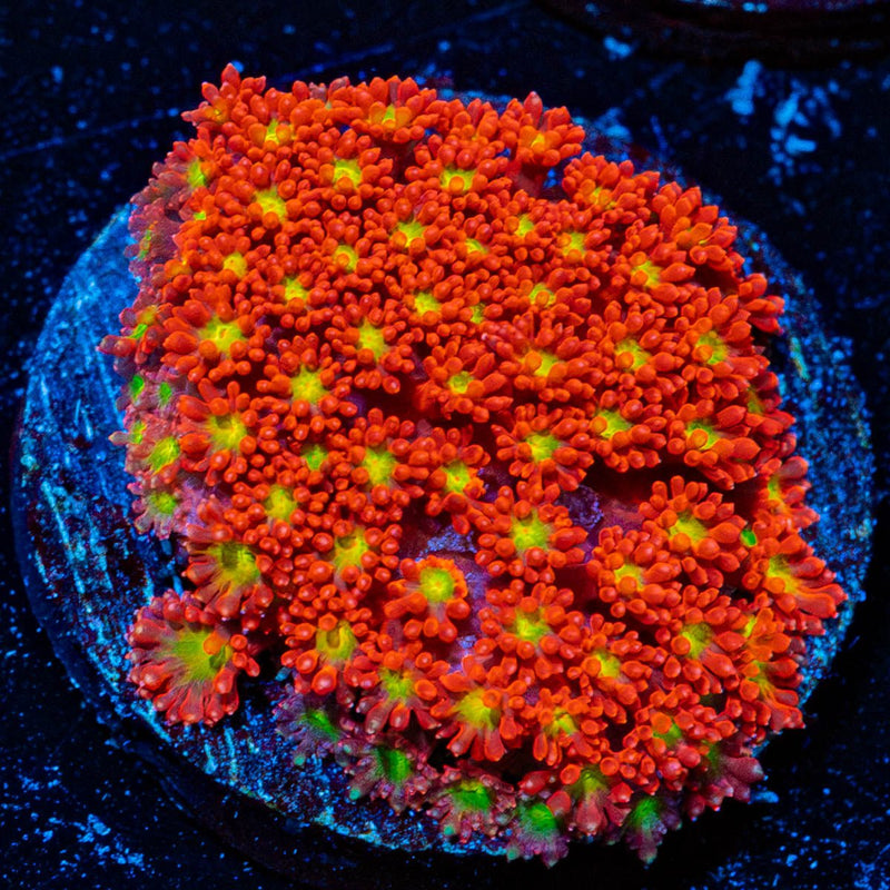 Chilli BOOM Bernadapora