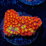 Chilli BOOM Bernadapora - riptide aquaculture llc