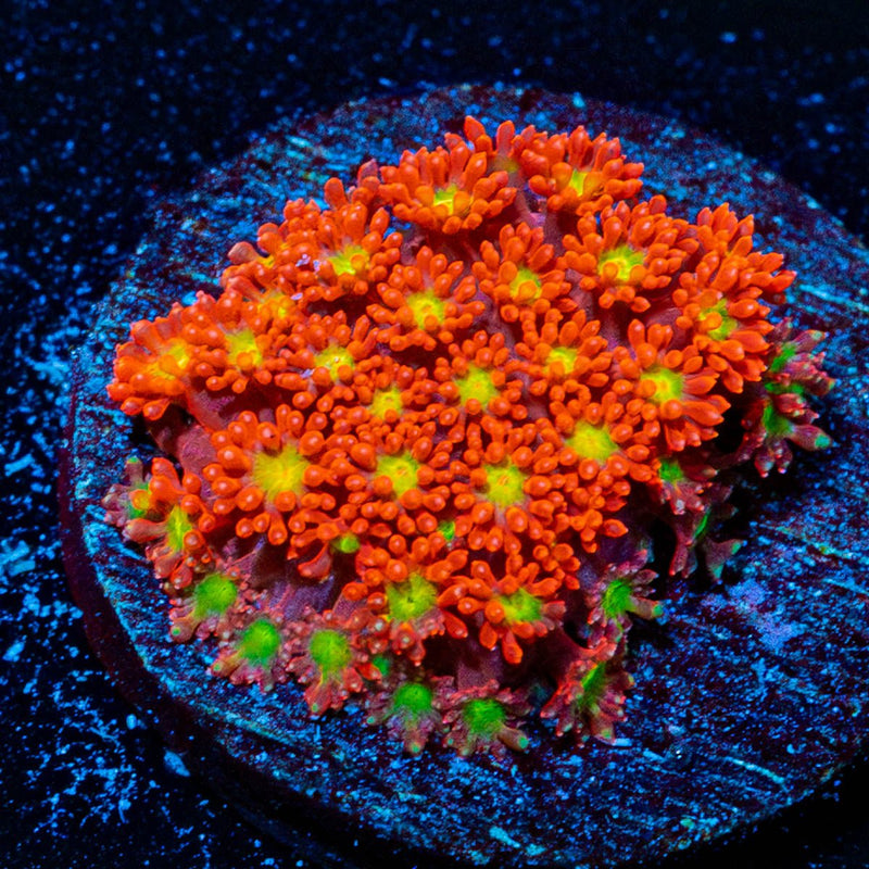 Chilli BOOM Bernadapora