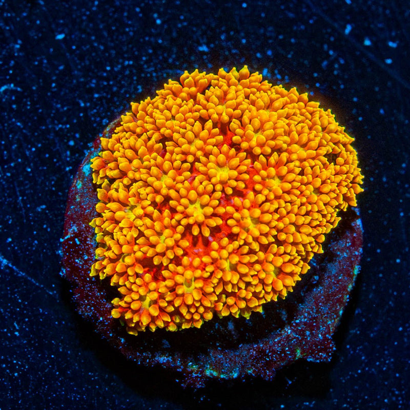 Rainbow  Bernadapora
