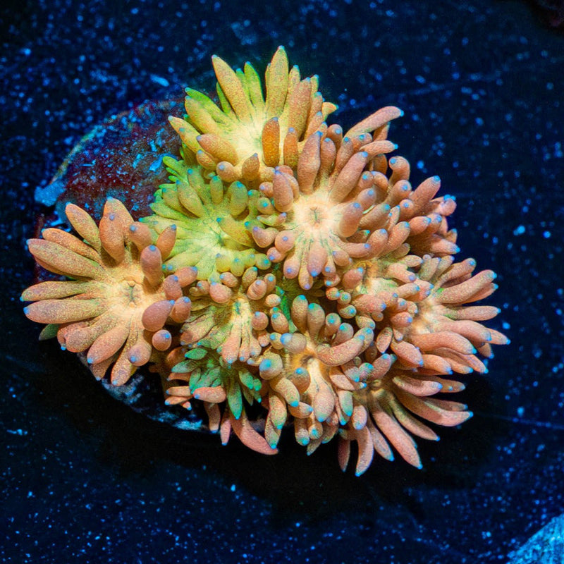Encore Goniopora