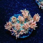 Hunch punch Goniopora - riptide aquaculture llc