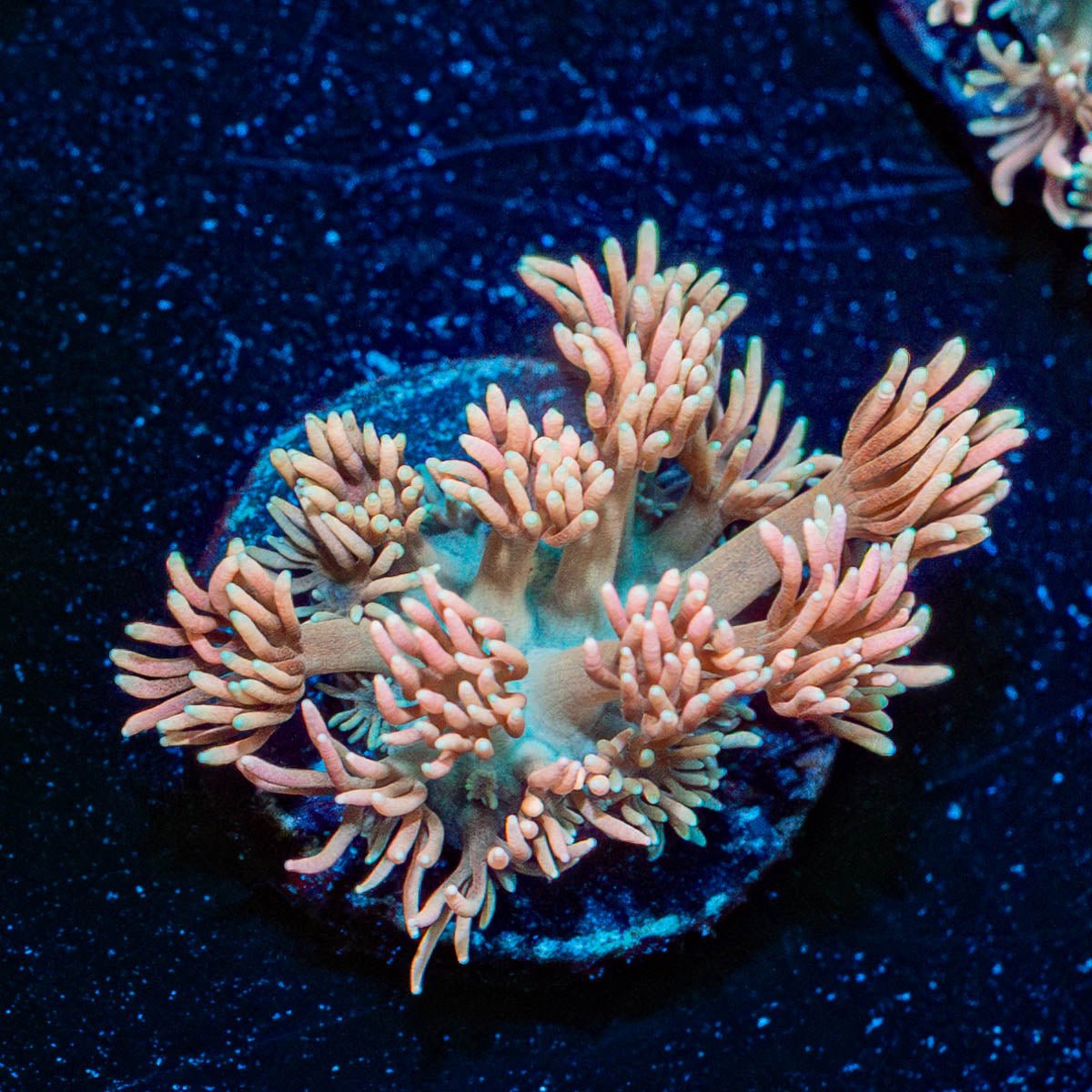 Hunch punch Goniopora - riptide aquaculture llc